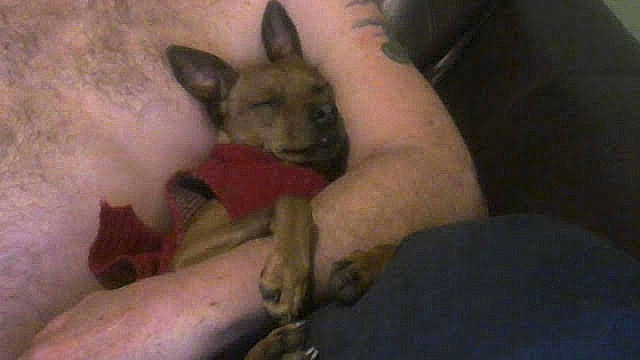 Mister is registered to the contest to win money with this photo: canidae, carnivore, dog, dog_breed, german_shepherd_dog, mammal, vertebrate