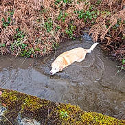 Illico a rejoint le concours — aidez-le/la à gagner de superbes lots ! dog, golden_retriever, water, stream, mud, ferns, moss, outdoor, nature, animal, wet, canine, shallow_water, brown, green, bushes, riverbank, mossy_rock, pet, forest