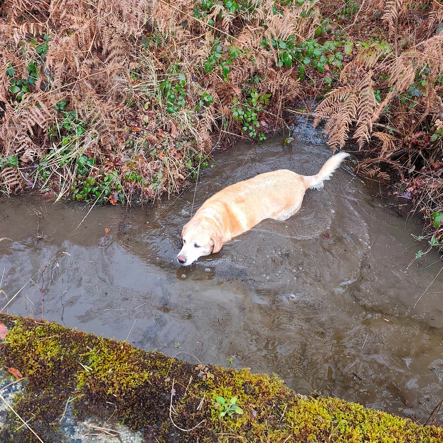 Illico a rejoint le concours — aidez-le/la à gagner de superbes lots ! dog, golden_retriever, water, stream, mud, ferns, moss, outdoor, nature, animal, wet, canine, shallow_water, brown, green, bushes, riverbank, mossy_rock, pet, forest