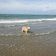 Illico Presto participe au concours pour gagner de l'argent avec cette photo : dog, golden_retriever, water, ocean, beach, waves, sky, clouds, sunny, outdoor, animal, pet, canine, coast, shore, nature, summer, happy, playful, wet