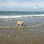 dog, golden_retriever, water, ocean, beach, waves, sky, clouds, sunny, outdoor, animal, pet, canine, coast, shore, nature, summer, happy, playful, wet