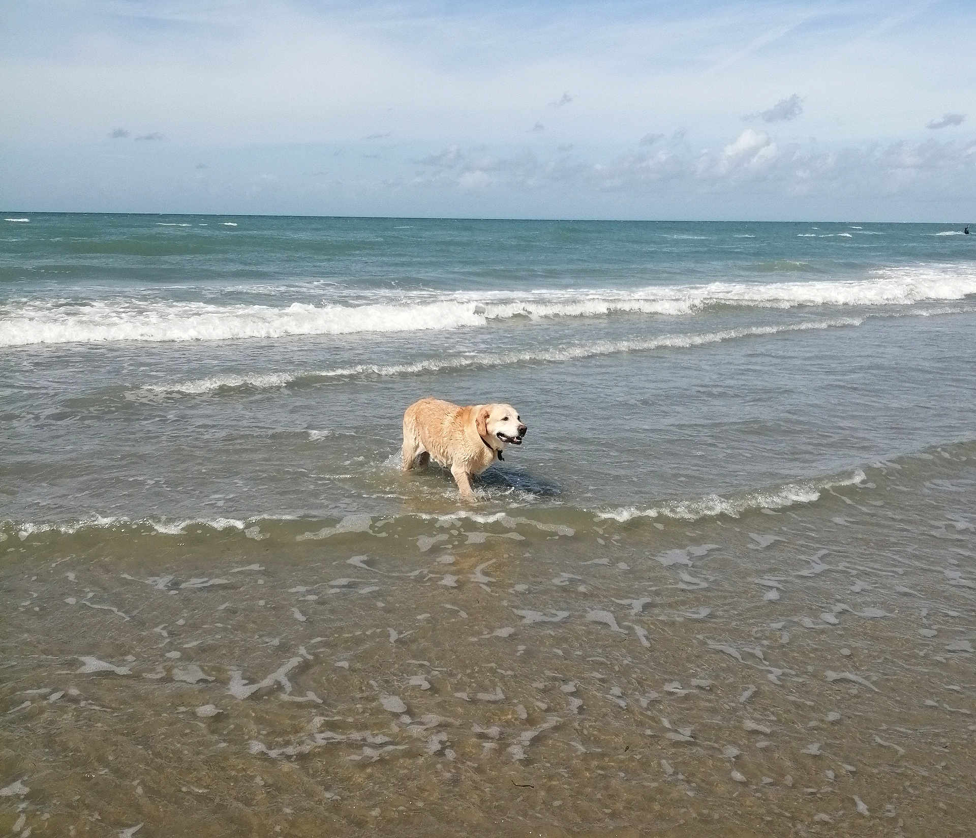 Illico Presto participe au concours pour gagner de l'argent avec cette photo : dog, golden_retriever, water, ocean, beach, waves, sky, clouds, sunny, outdoor, animal, pet, canine, coast, shore, nature, summer, happy, playful, wet