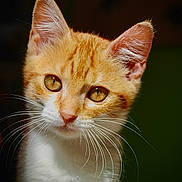 Pops participe au concours pour gagner de l'argent avec cette photo : cat, kitten, orange_cat, white_fur, whiskers, close_up, portrait, animal, pet, cute, feline, young_cat, indoor, soft_light, fur, ears, eyes, face, domestic_cat, looking