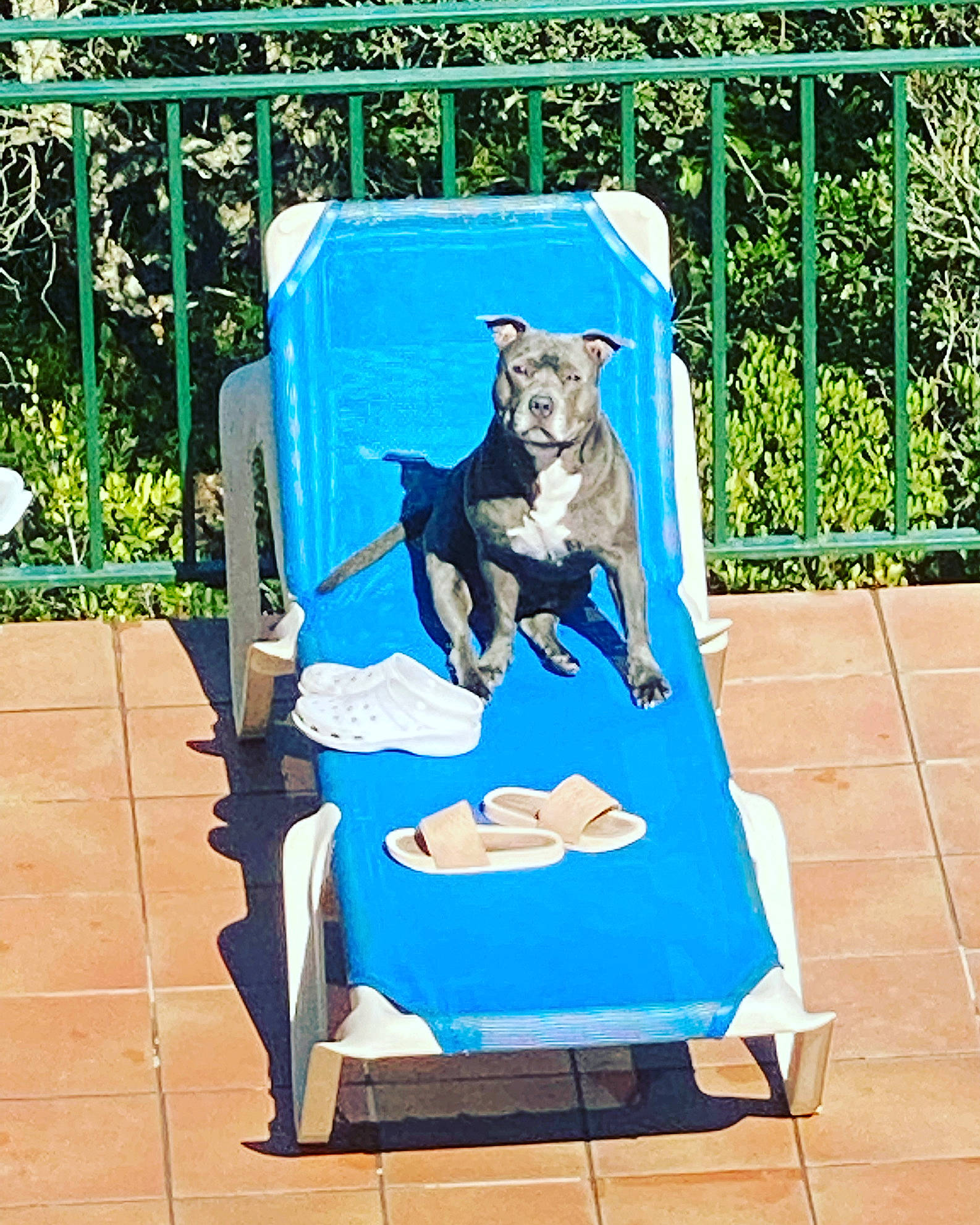 Moye a rejoint le concours — aidez-le/la à gagner de superbes lots ! art, azure, blue, canidae, carnivore, companion_dog, dog, dog_breed, dog_supply, electric_blue, fawn, grass, leisure, outdoor_furniture, pet_supply, plant, recreation, sporting_group, tail, working_animal