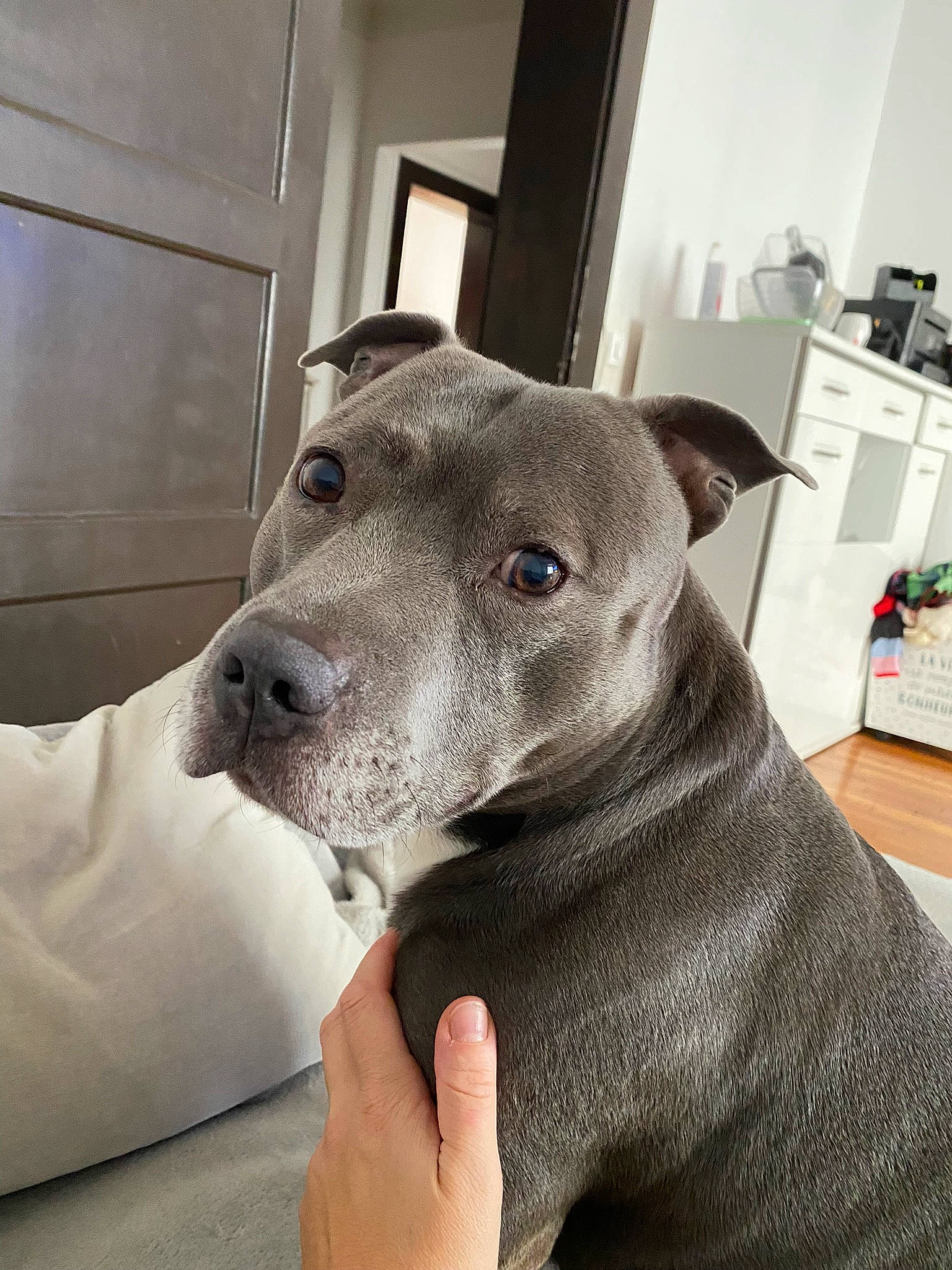 Moye participe au concours pour gagner de l'argent avec cette photo : canidae, carnivore, collar, comfort, companion_dog, dog, dog_breed, ear, fawn, flooring, fur, guard_dog, jaw, non_sporting_group, selfie, snout, sporting_group, whiskers, window, working_animal