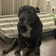 Moye participe au concours pour gagner de l'argent avec cette photo : animal, brown, calm, cozy, curtains, dog, dog_bed, domestic, floor, flooring, home, indoor, medium_sized_dog, natural_light, pet, quiet, radiator, resting, sitting, white_patch