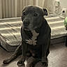animal, brown, calm, cozy, curtains, dog, dog_bed, domestic, floor, flooring, home, indoor, medium_sized_dog, natural_light, pet, quiet, radiator, resting, sitting, white_patch