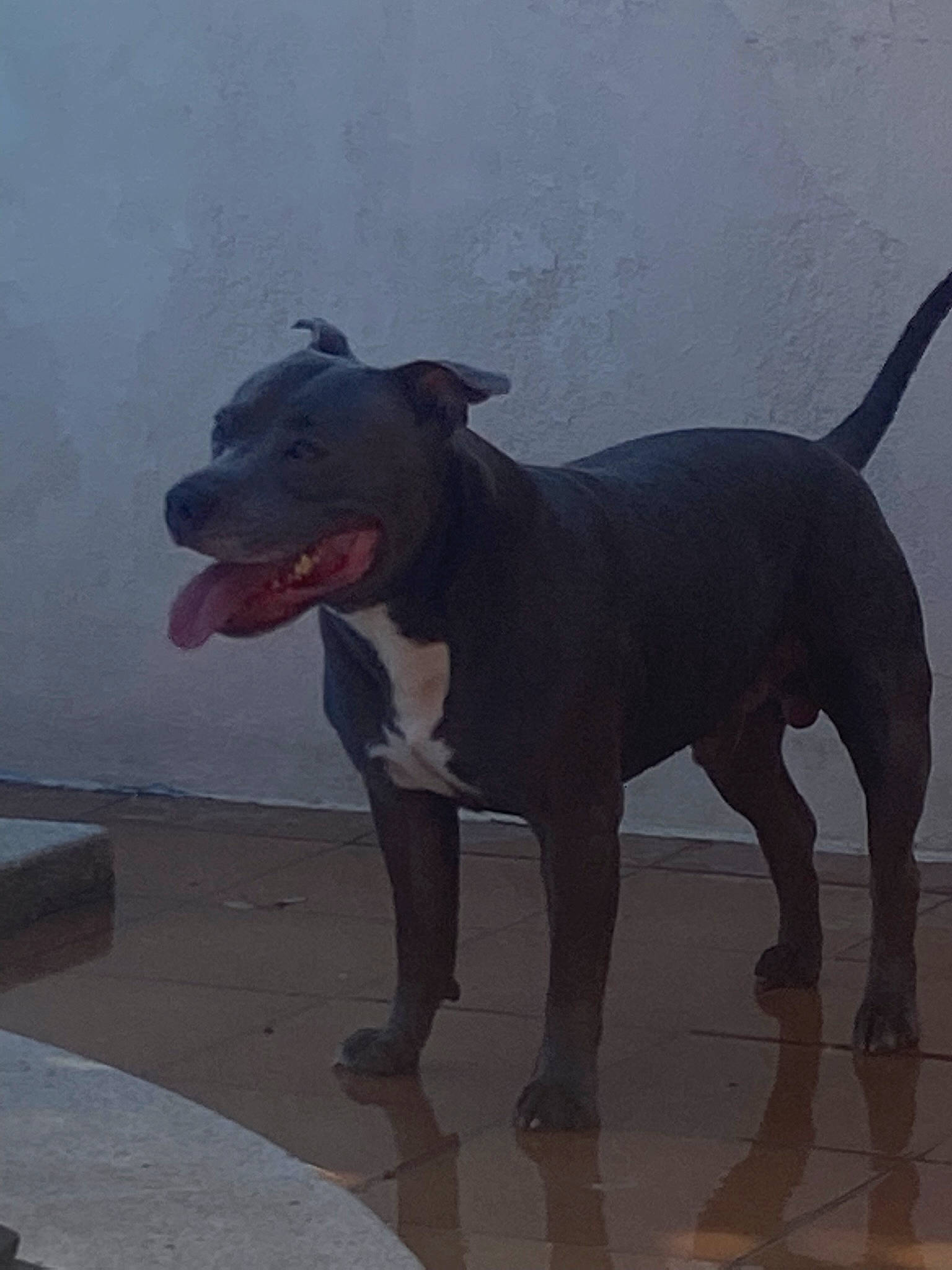 Moye a rejoint le concours — aidez-le/la à gagner de superbes lots ! art, canidae, carnivore, collar, companion_dog, dog, dog_breed, dog_collar, fawn, grey, leash, liver, pet_supply, snout, sporting_group, tail, terrestrial_animal, whiskers, working_animal, working_dog