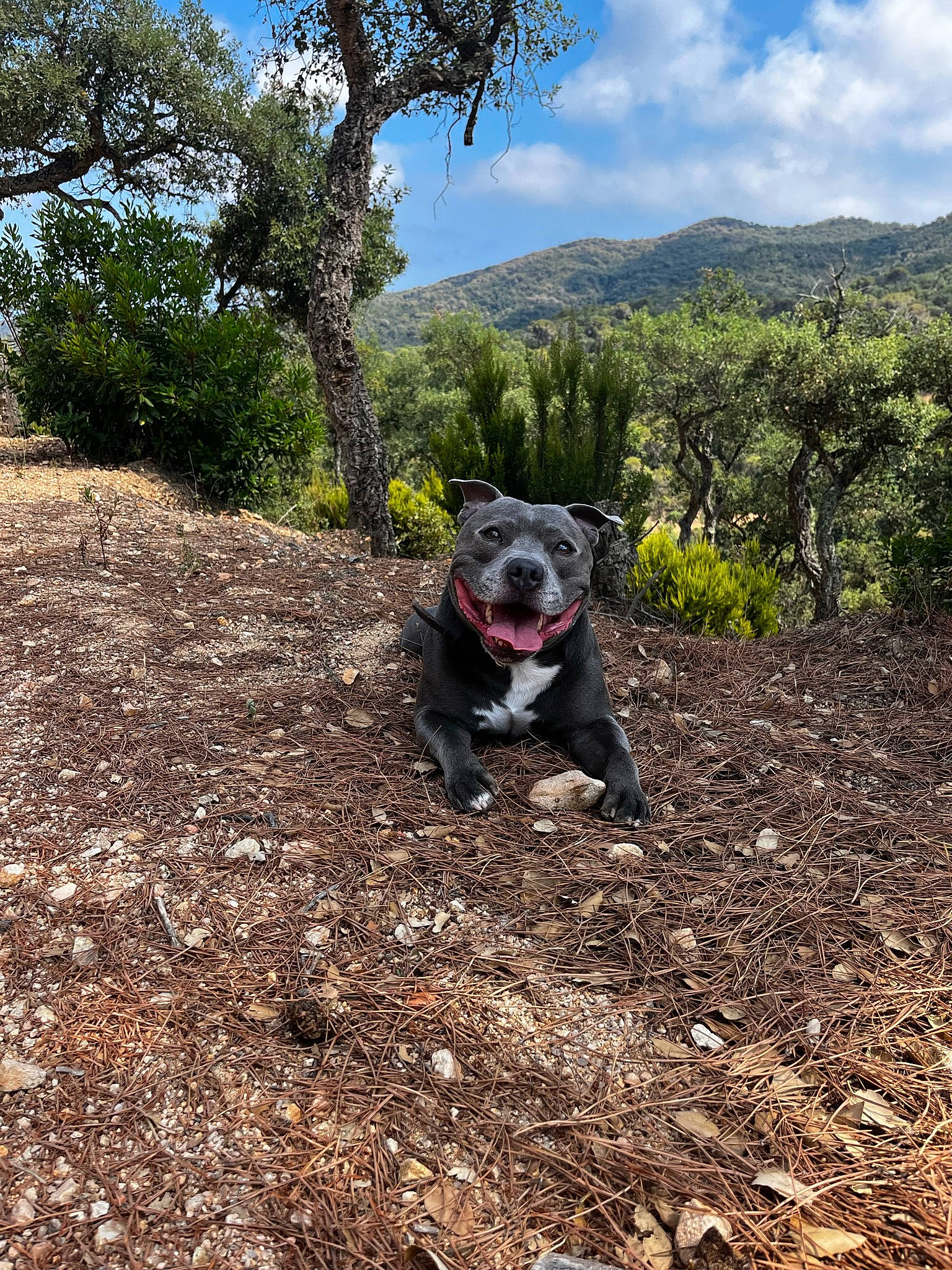 Moye a rejoint le concours — aidez-le/la à gagner de superbes lots ! carnivore, cloud, dirt_road, dog, dog_breed, fawn, forest, grass, hill, landscape, mountain, natural_landscape, plant, rock, shrub, sky, soil, trail, tree, working_animal