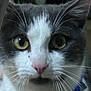 Grizou participe au concours pour gagner de l'argent avec cette photo : alert, animal, cat, close_up, collar, curious, cute, domestic_cat, face, feline, fur, gray_and_white, indoor, looking, muzzle, pet, pink_nose, portrait, whiskers, yellow_eyes