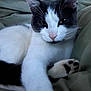 Grizou a rejoint le concours — aidez-le/la à gagner de superbes lots ! animal, black_and_white, blanket, cat, closeup, cozy, cute, ear, face, feline, fur, indoor, nose, paw, pet, relaxed, resting, sleepy, soft, whiskers
