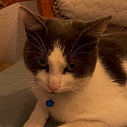 Grizou a rejoint le concours — aidez-le/la à gagner de superbes lots ! animal, blue_bell, cat, chair, closeup, collar, cushion, cute, domestic, face, fur, furniture, gray, indoor, paws, pet, relaxed, resting, whiskers, white