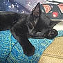 Sapphire joined the competition — help win amazing prizes! black_cat, sleeping_cat, cat_paw, knitted_blanket, blue_blanket, cozy, indoor, pet, feline, resting, close_up, animal, cute, soft_texture, tapestry, home_decor, relaxation, nap, fur, domestic_cat
