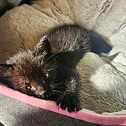 Sapphire joined the competition — help win amazing prizes! animal, bed, black_cat, cat, claws, close_up, cozy, cute, feline, fur, indoor, kitten, paw, pet, plush_bed, resting, sleepy, soft, sunlight, whiskers