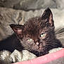 Sapphire joined the competition — help win amazing prizes! kitten, black_cat, close_up, green_eyes, sleepy, cozy, blanket, soft_texture, pet, feline, animal, indoor, cute, young, fur, portrait, resting, warm_light, comfort, pink