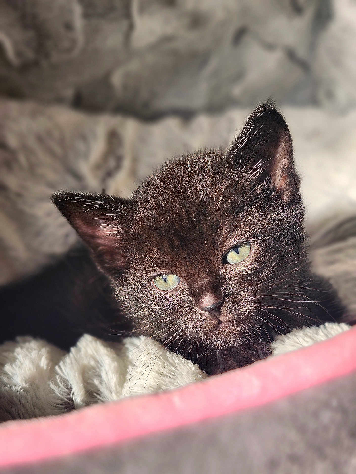 Sapphire joined the competition — help win amazing prizes! kitten, black_cat, close_up, green_eyes, sleepy, cozy, blanket, soft_texture, pet, feline, animal, indoor, cute, young, fur, portrait, resting, warm_light, comfort, pink