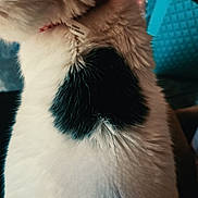 Cruella is registered to the contest to win money with this photo: animal, background, black_patch, blue, cat, close_up, collar, companion, cute, domestic, feline, fluffy, fur, heart_shape, indoor, pet, soft, tag, texture, white_fur