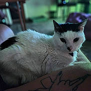 Cruella is registered to the contest to win money with this photo: cat, black_and_white, feline, pet, animal, indoor, tattoo, leg, fur, relaxed, close_up, domestic_cat, sitting, curious, person, human, blurred_background, home, resting, collar