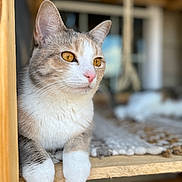 Bee is registered to the contest to win money with this photo: cat, feline, animal, pet, golden_eyes, white_paws, wooden_surface, indoor, blurred_background, relaxed, fur, cute, portrait, close_up, domestic_cat, whiskers, pink_nose, looking_away, calm, cozy