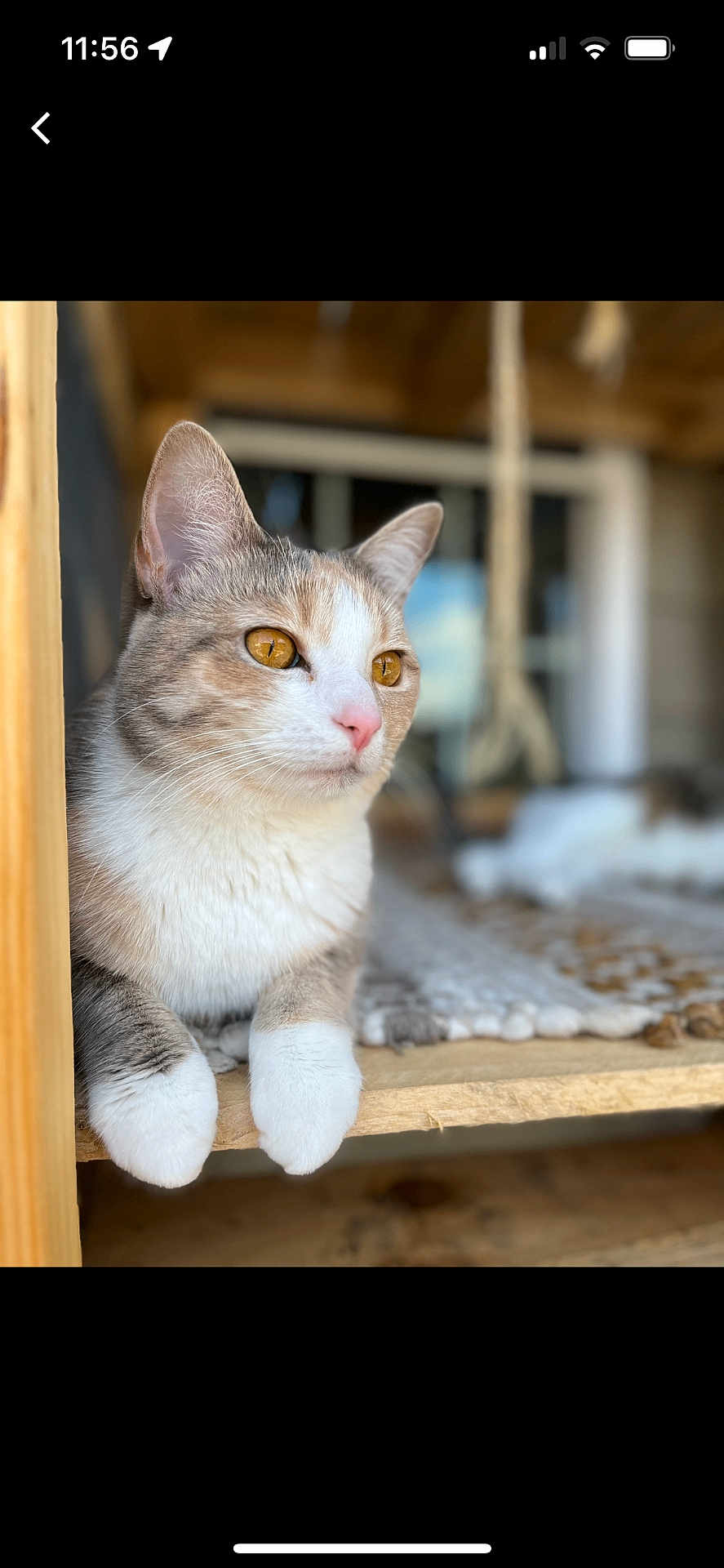 Bee is registered to the contest to win money with this photo: cat, feline, animal, pet, golden_eyes, white_paws, wooden_surface, indoor, blurred_background, relaxed, fur, cute, portrait, close_up, domestic_cat, whiskers, pink_nose, looking_away, calm, cozy