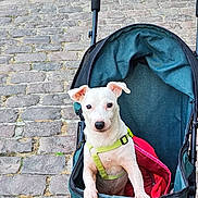 Niwitt participe au concours pour gagner de l'argent avec cette photo : animal, cobblestone, companion, cute, daylight, dog, harness, leash, outdoor, pet, photography, pink, portrait, puppy, sitting, street, stroller, teal, urban, white_dog