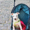 puppy, dog, white_dog, pet, animal, stroller, harness, cobblestone, street, outdoor, portrait, sitting, cute, companion, leash, teal, pink, urban, daylight, photography