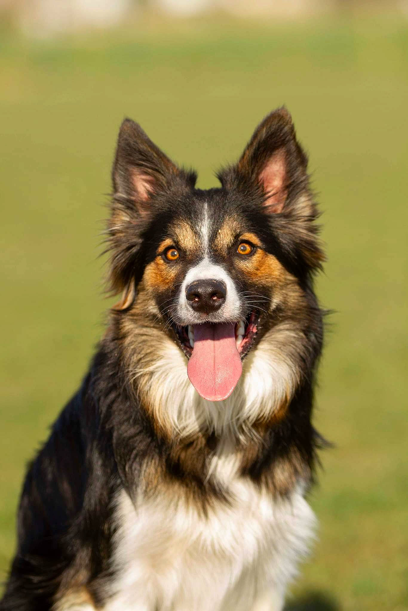 Skipie participe au concours pour gagner de l'argent avec cette photo : canidae, carnivore, companion_dog, dog, dog_breed, fur, grass, herding_dog, snout, sporting_group, whiskers, working_animal, working_dog