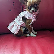 Willow joined the competition — help win amazing prizes! dog, small_dog, chihuahua, pet, pink_dress, red_couch, leather_couch, animal, cute, ears, fur, sitting, indoor, adorable, looking, brown_fur, white_paws, clothing, portrait, companion