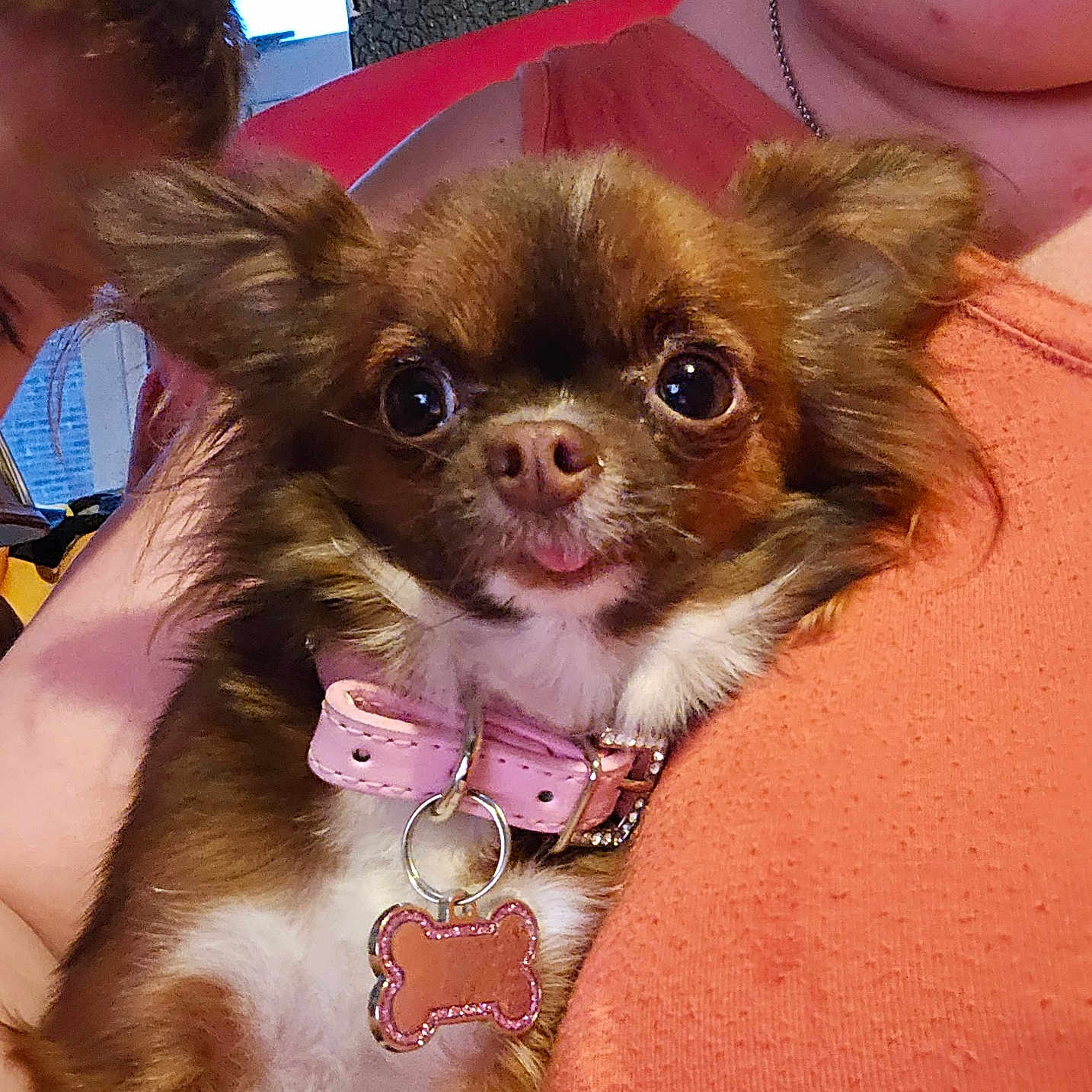 Willow joined the competition — help win amazing prizes! animal, brown, chihuahua, close_up, collar_tag, cute, dog, face, fluffy, happy, holding, indoor, orange_top, person, pet, pink_collar, portrait, small_dog, tongue_out, white