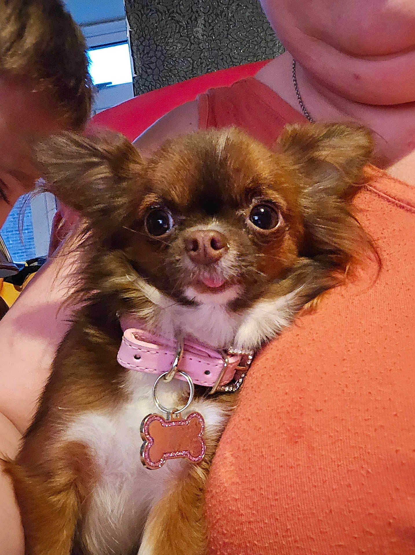 Willow joined the competition — help win amazing prizes! dog, pet, small_dog, brown, white, pink_collar, tongue_out, close_up, person, holding, orange_top, indoor, cute, fluffy, face, animal, chihuahua, collar_tag, happy, portrait