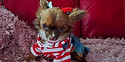 Willow is registered to the contest to win money with this photo: dog, small_dog, chihuahua, clothing, striped_shirt, denim_skirt, hair_bows, fluffy_rug, pink_rug, red_couch, indoor, pet, cute, fur, animal, sitting, adorable, fashion, home, portrait
