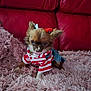 dog, small_dog, chihuahua, clothing, striped_shirt, denim_skirt, hair_bows, fluffy_rug, pink_rug, red_couch, indoor, pet, cute, fur, animal, sitting, adorable, fashion, home, portrait