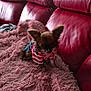 Willow joined the competition — help win amazing prizes! dog, small_dog, clothing, shirt, denim_skirt, blanket, pink_blanket, red_couch, leather_couch, pet, indoor, furniture, cute, animal, fluffy, sitting, ears, fur, portrait, cozy