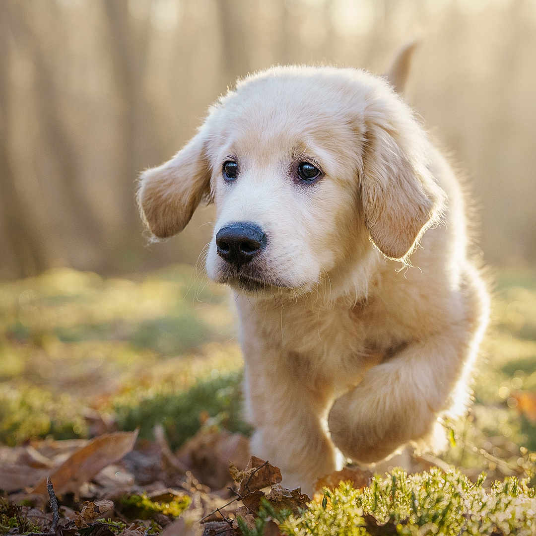 Velkoz a rejoint le concours — aidez-le/la à gagner de superbes lots ! animal, canine, dog, goldenretriever, grass, hound, labradorretriever, pet, plant, puppy, snout, terrier, whitedog