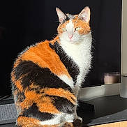 Poupie a rejoint le concours — aidez-le/la à gagner de superbes lots ! cat, calico, feline, pet, animal, sitting, sunlight, indoor, wooden_cabinet, black_screen, fur, whiskers, ears, tail, domestic_cat, cute, relaxed, portrait, household, mammal