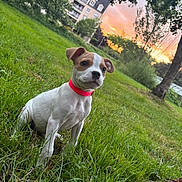 Rox participe au concours pour gagner de l'argent avec cette photo : puppy, dog, grass, greenery, sunset, trees, park, collar, outdoor, nature, pet, young_dog, animal, canine, building, sky, evening, leaf, shoes, footwear
