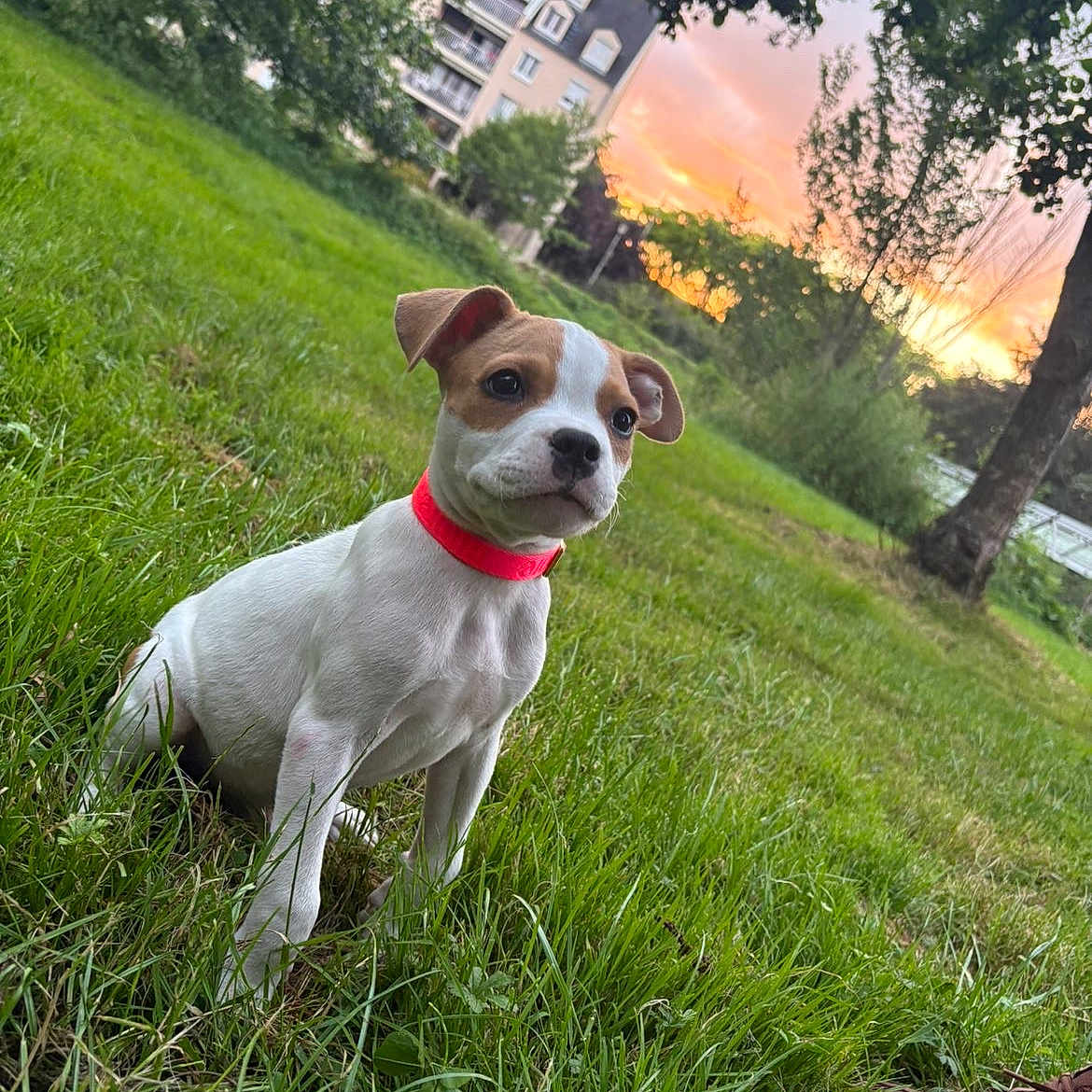 Rox