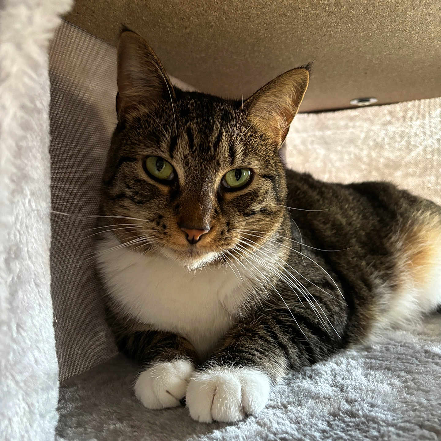 Ellie Girl is registered to the contest to win money with this photo: abyssinian, animal, armchair, blanket, cat, chair, couch, cushion, furniture, hardwood, homedecor, indoors, kitten, manx, pet, shelf, siamese, towel, wood