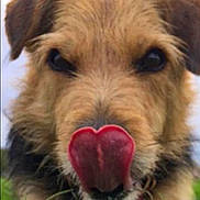 Enzo joined the competition — help win amazing prizes! dog, close_up, tongue, playful, scruffy, animal, pet, fur, outdoor, grass, cute, expression, nose, muzzle, ears, canine, friendly, adorable, portrait, whiskers