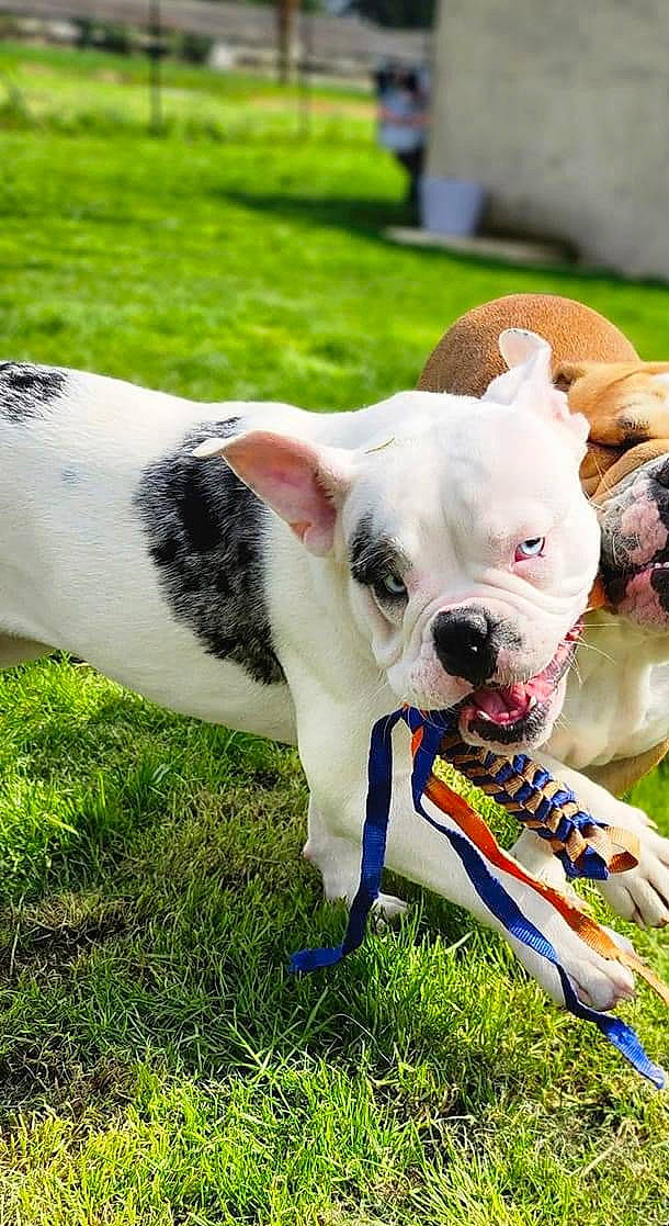 Tiha participe au concours pour gagner de l'argent avec cette photo : canidae, carnivore, collar, companion_dog, dog, dog_breed, dog_collar, fawn, grass, leash, pet_supply, plant, puppy, recreation, snout, sporting_group, sunglasses, toy_dog, whiskers, working_animal