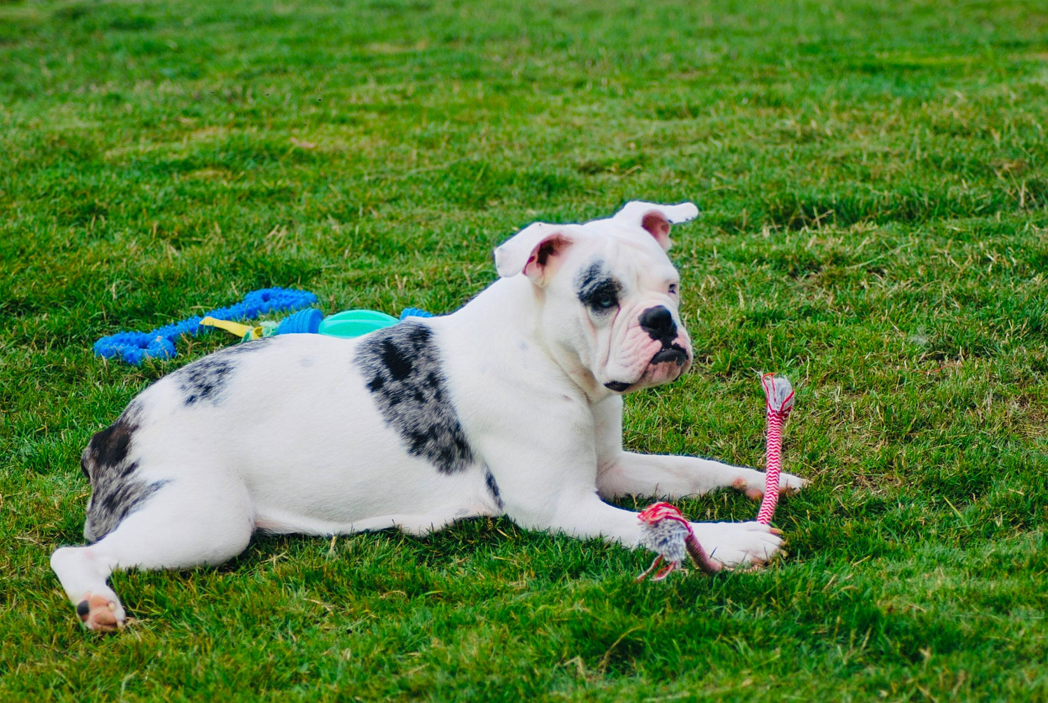 Tiha participe au concours pour gagner de l'argent avec cette photo : canidae, carnivore, collar, companion_dog, dog, dog_breed, dog_collar, fawn, grass, grassland, groundcover, leash, pasture, pet_supply, plant, snout, sporting_group, tail, toy_dog, working_animal