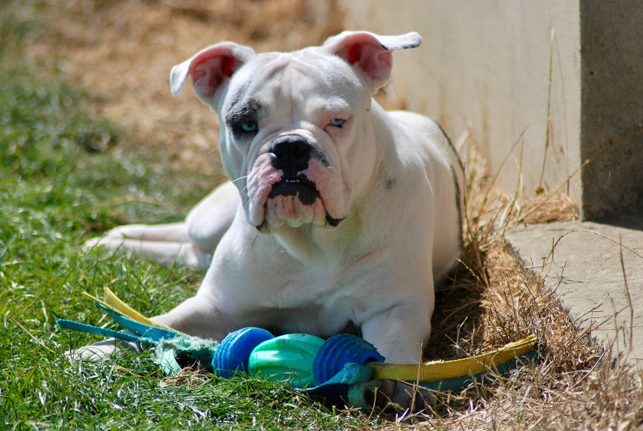 Tiha participe au concours pour gagner de l'argent avec cette photo : bulldog, canidae, carnivore, collar, companion_dog, dog, dog_breed, dog_collar, dog_supply, electric_blue, fawn, grass, plant, snout, sporting_group, terrestrial_animal, white_english_bulldog, working_animal, working_dog, wrinkle