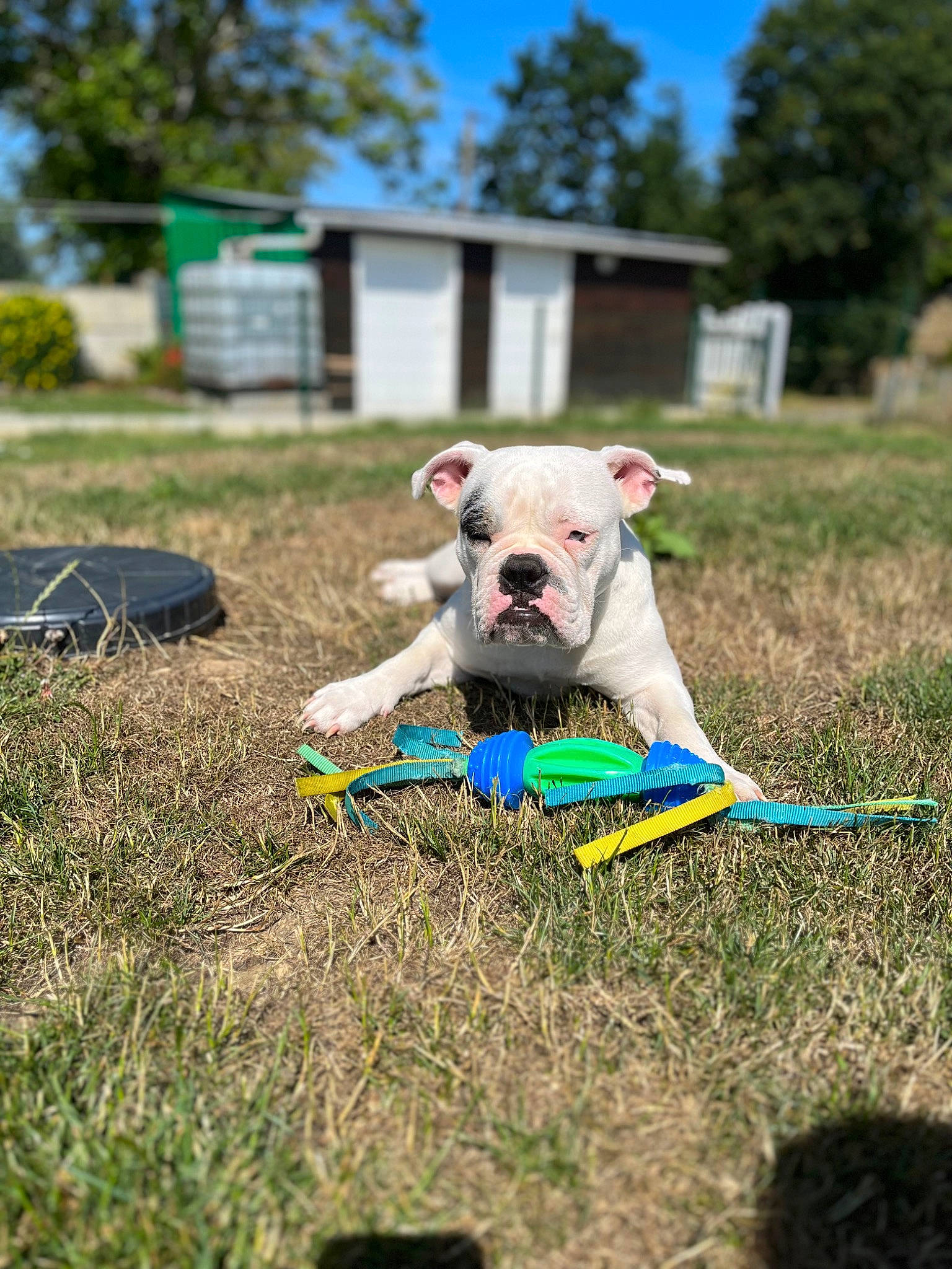 Tiha participe au concours pour gagner de l'argent avec cette photo : carnivore, collar, companion_dog, dog, dog_breed, dog_clothes, dog_collar, dog_supply, fawn, grass, grassland, hat, lawn, leash, meadow, plant, sky, snout, tree, working_animal