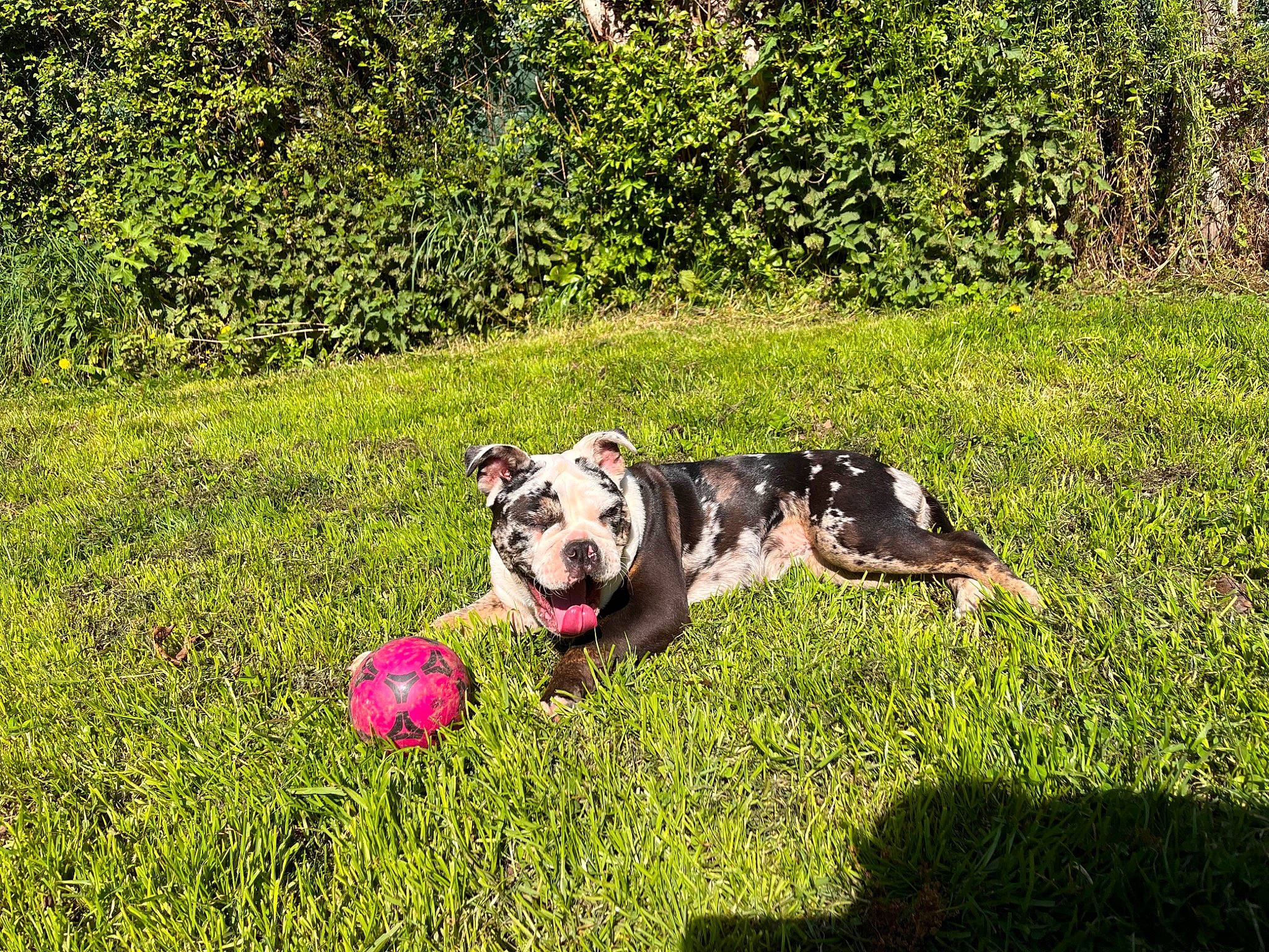 Thélia participe au concours pour gagner de l'argent avec cette photo : ball, carnivore, companion_dog, dog, dog_breed, fawn, grass, grassland, groundcover, landscape, lawn, leisure, meadow, plant, recreation, shrub, snout, sporting_group, toy, working_animal