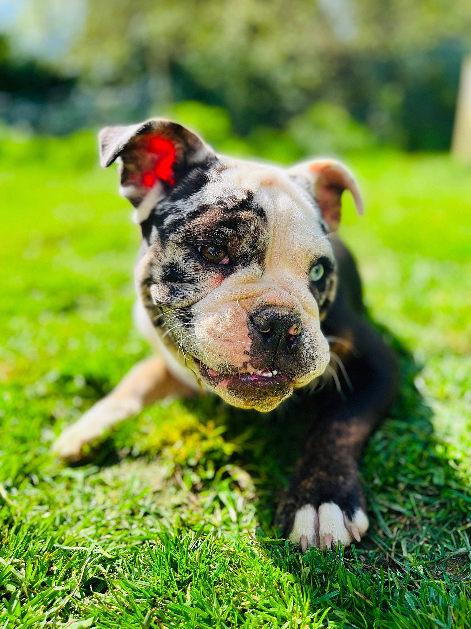 Thélia a rejoint le concours — aidez-le/la à gagner de superbes lots ! canidae, carnivore, companion_dog, dog, dog_breed, fawn, garden, grass, grassland, green, groundcover, landscape, lawn, plant, snout, sporting_group, terrestrial_animal, whiskers, working_animal, working_dog