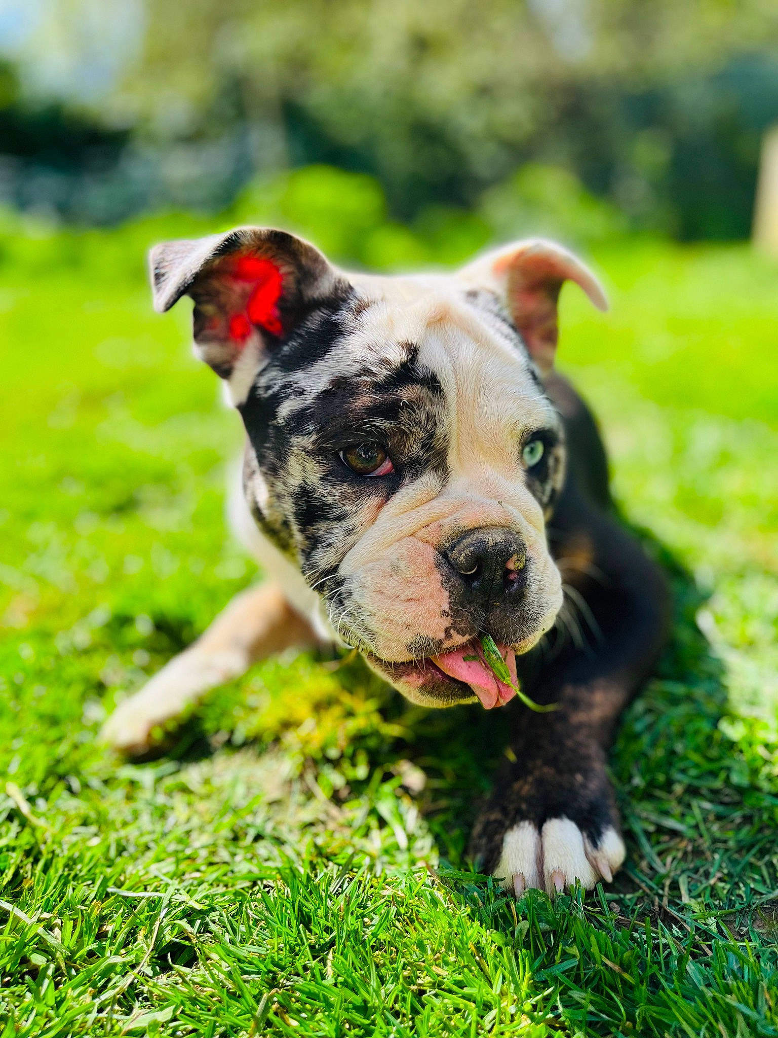 Thélia participe au concours pour gagner de l'argent avec cette photo : canidae, carnivore, companion_dog, dog, dog_breed, fawn, garden, grass, grassland, green, groundcover, landscape, lawn, pasture, plant, snout, sporting_group, terrestrial_animal, whiskers, working_animal