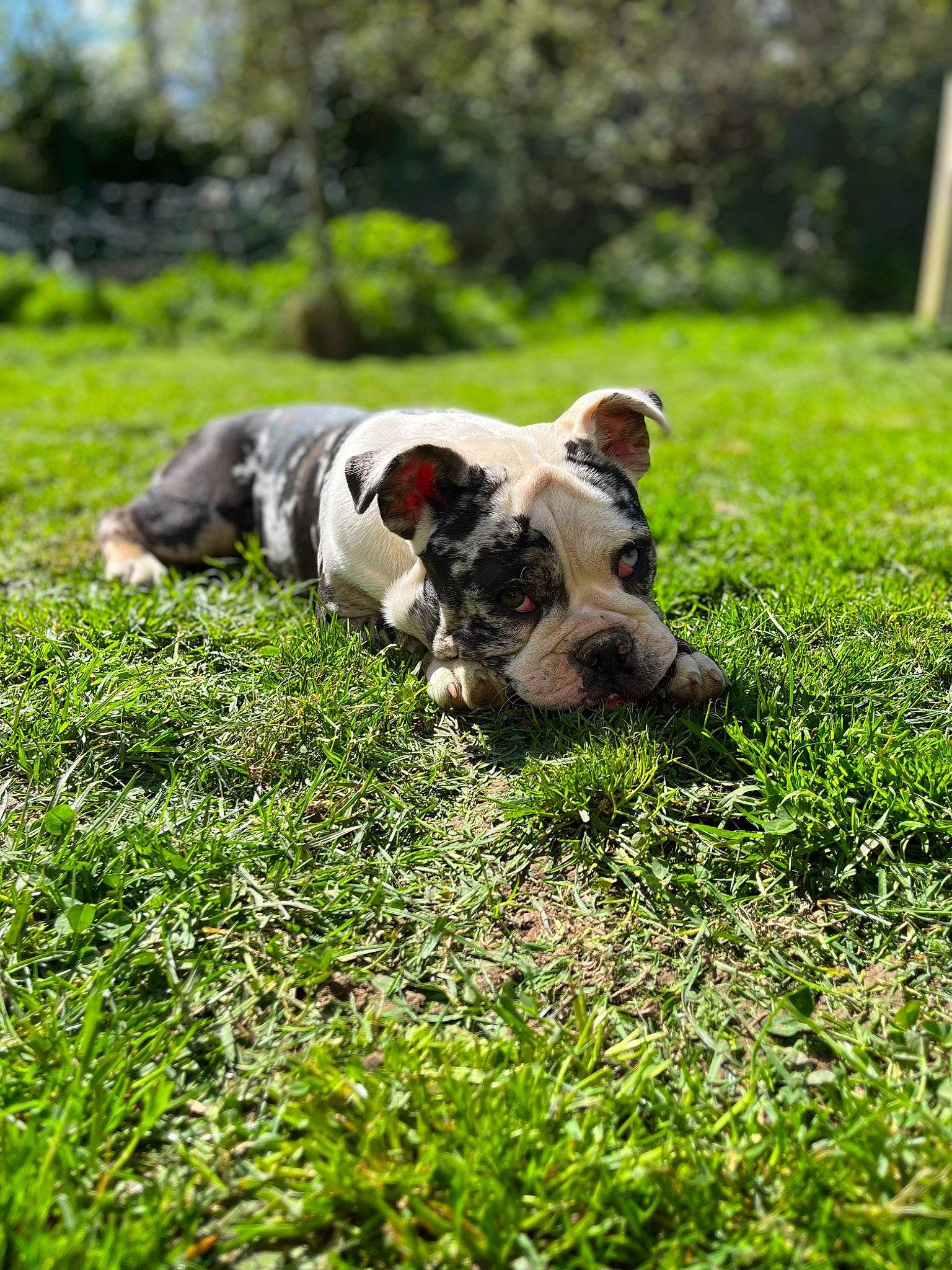 Thélia a rejoint le concours — aidez-le/la à gagner de superbes lots ! canidae, carnivore, collar, companion_dog, dog, dog_breed, fawn, field, grass, grassland, groundcover, non_sporting_group, pasture, plant, sporting_group, tail, terrestrial_animal, terrier, tree, working_animal