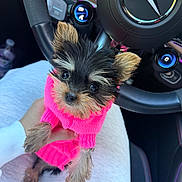 Dior is registered to the contest to win money with this photo: dog, puppy, yorkshire_terrier, small_dog, pink_sweater, pet, animal, fluffy, black_and_tan, portrait, close_up, sitting, car, steering_wheel, mercedes, vehicle_interior, hand, lap, cute, indoor