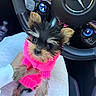 dog, puppy, yorkshire_terrier, small_dog, pink_sweater, pet, animal, fluffy, black_and_tan, portrait, close_up, sitting, car, steering_wheel, mercedes, vehicle_interior, hand, lap, cute, indoor