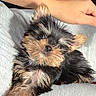 Dior joined the competition — help win amazing prizes! dog, puppy, yorkshire_terrier, small_dog, toy_breed, black_and_tan, pet, animal, fluffy, fur, face, eyes, nose, paw, sitting, lap, person, indoor, closeup, portrait